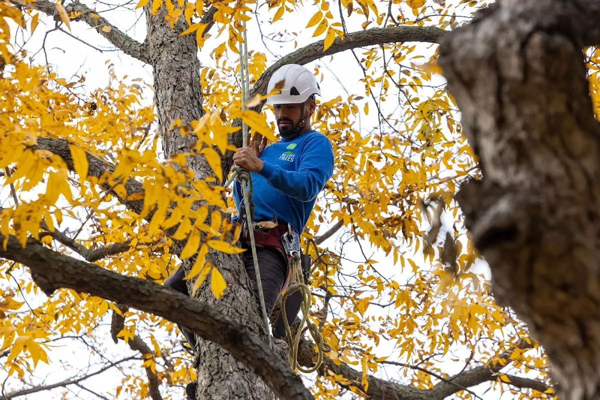 Skilled Tree Planing crew working in Lawton