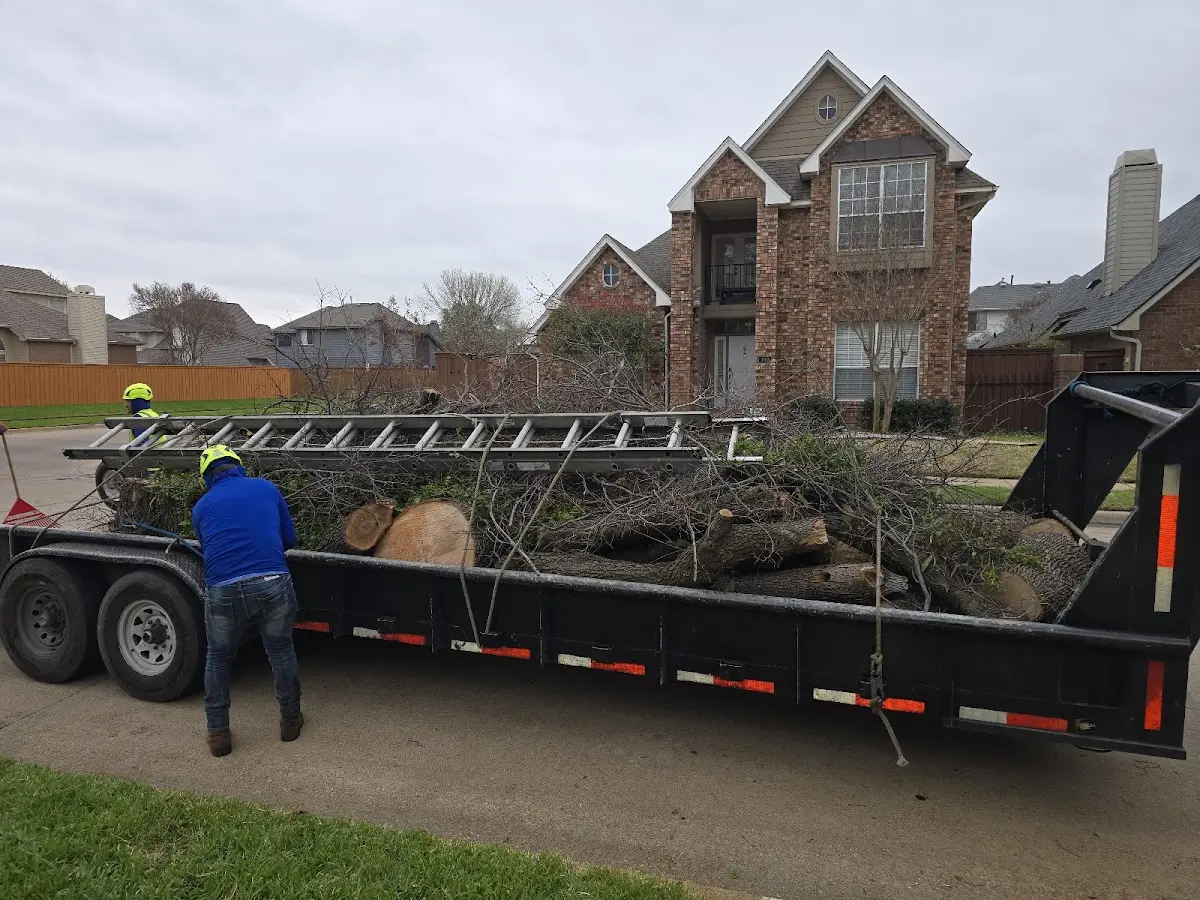 Expert Tree Pest Control with proper safety equipment in Lawton
